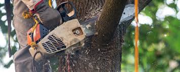 Best Tree Fertilization  in Como, WI