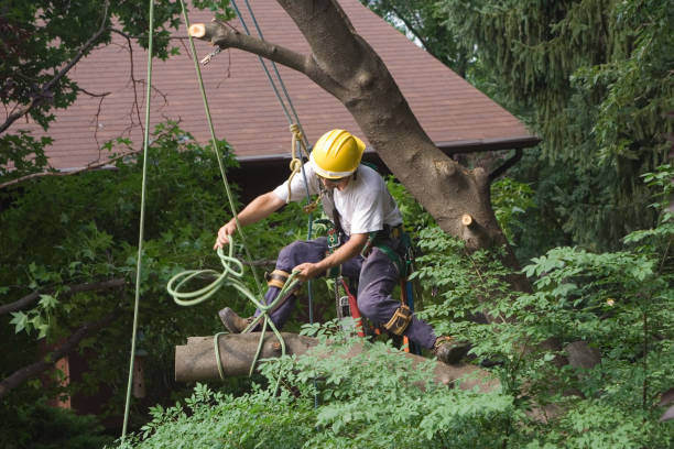 Best Commercial Tree Services  in Como, WI