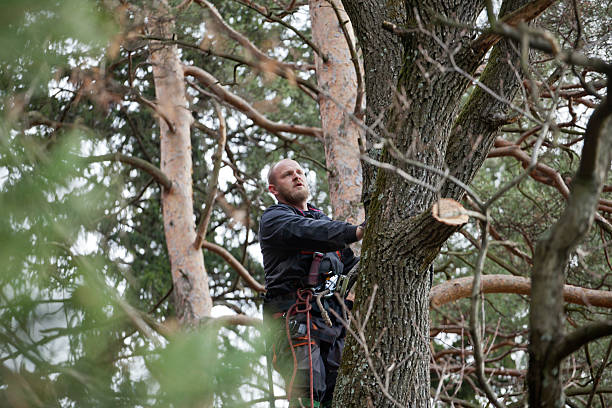 Best Fruit Tree Pruning  in Como, WI